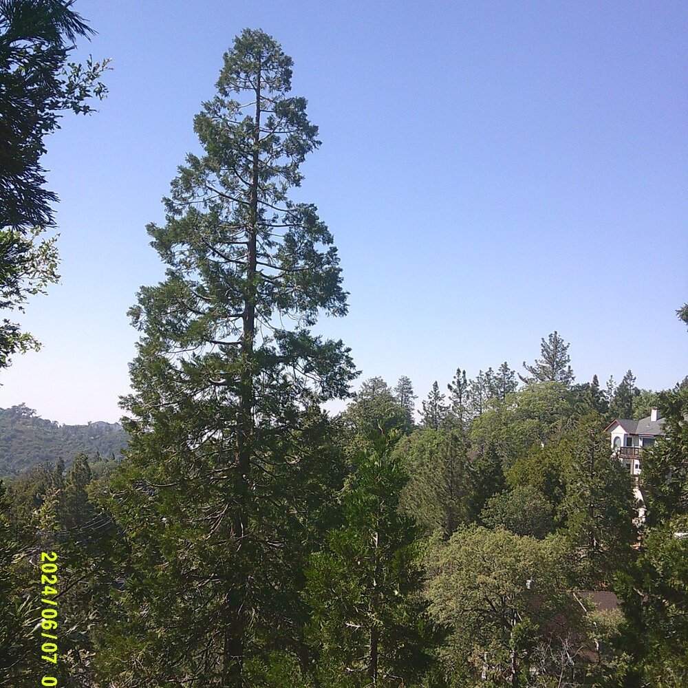 Meet your Posher, Mama rat